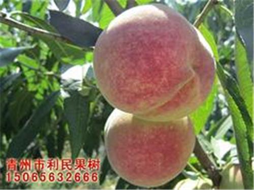 滨州金秋红蜜桃苗|潍坊品种好的金秋红蜜桃苗供应