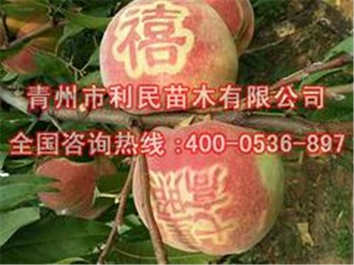 映霜红桃树苗价格：为您推荐优质的映霜红桃树苗