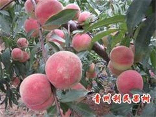 【so酷！！！】毛桃新品种||高产优质桃子种植基地-利民