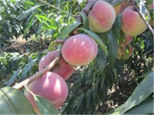供应高产优质桃子：在哪能买到成活率高的映霜红桃苗