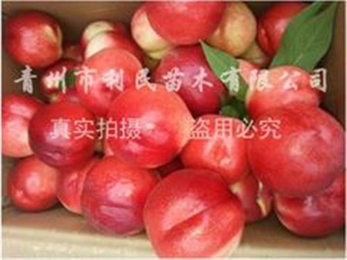 在哪能买到价位合理的映霜红桃苗 优质映霜红桃树苗