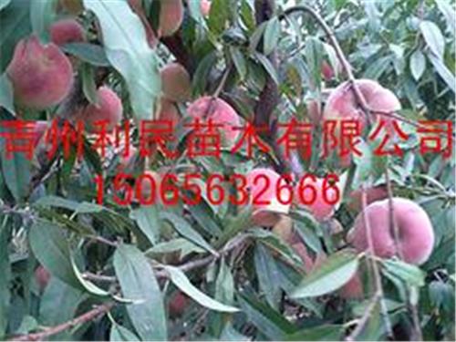 出售映霜红桃树苗——高质量的映霜红桃苗出售