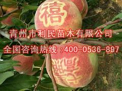 供应潍坊xjb高的映霜红桃树苗 易成活的映霜红桃树苗