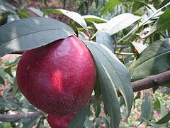 “未来一号”油桃批发，供应山东品种纯的“未来一号”油桃