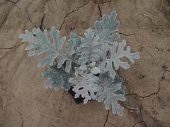 青州九州园艺供应价位合理的银叶菊——青州银叶菊