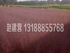粉黛乱子草价格|青州九州园艺供应口碑好的粉黛乱子草
