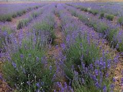 安徽薰衣草基地——供应山东品种好的薰衣草