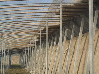大棚立柱生产厂家——国内畅销加强型大棚立柱潍坊供应