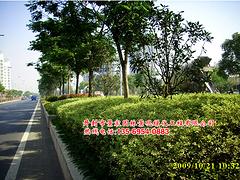 想买优惠的绿化草坪，就到开封景宸园林   _滨州草坪绿化工程