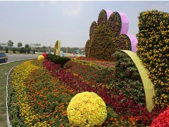 开封景宸园林供应价位合理的五色草造型：郑州五色草造型