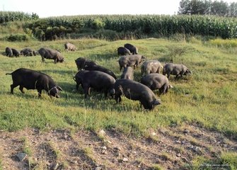 山东黑猪，供应山东划算的黑猪