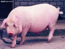 山东肉猪价格：来邹城悦源工贸，买{zy}惠的肉猪