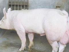 济南种猪：山东销量好的种猪