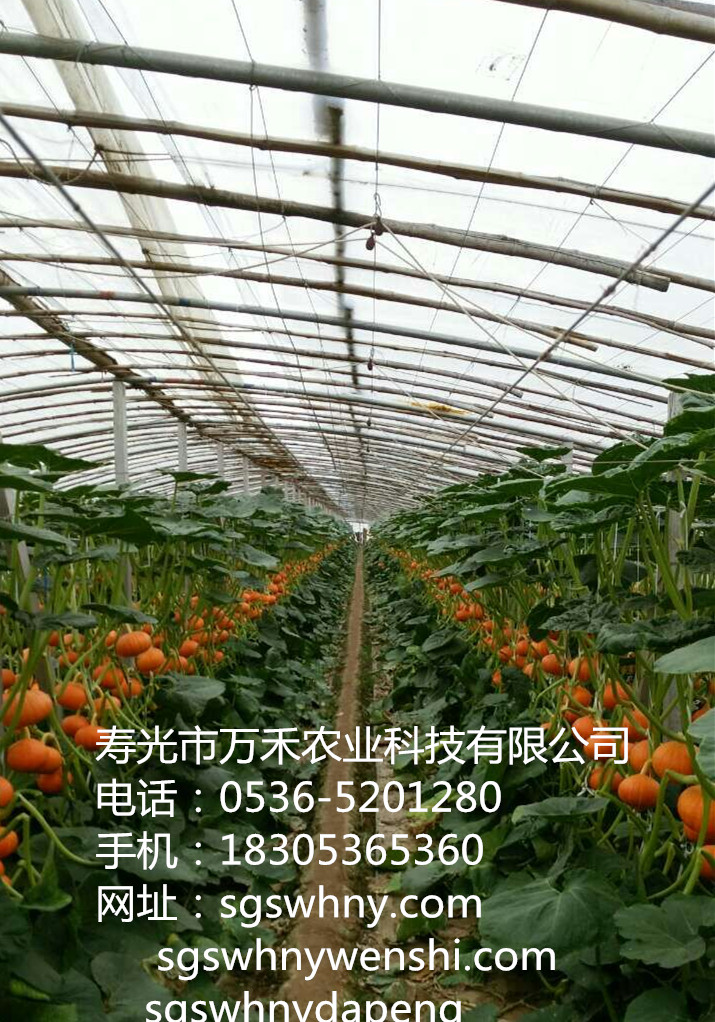 供应温室大棚   有立柱大拱棚寿光市万禾农业18305365360