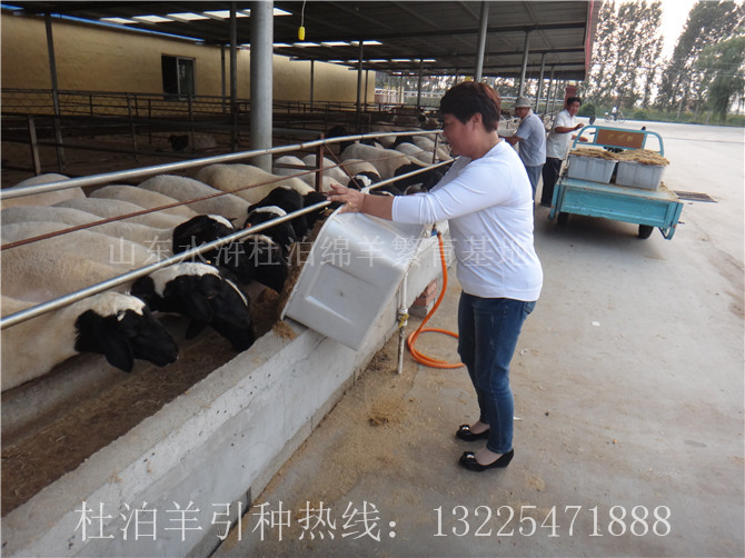 甘肃养殖杜泊羊科学饲喂方法，养殖杜泊绵羊的成本