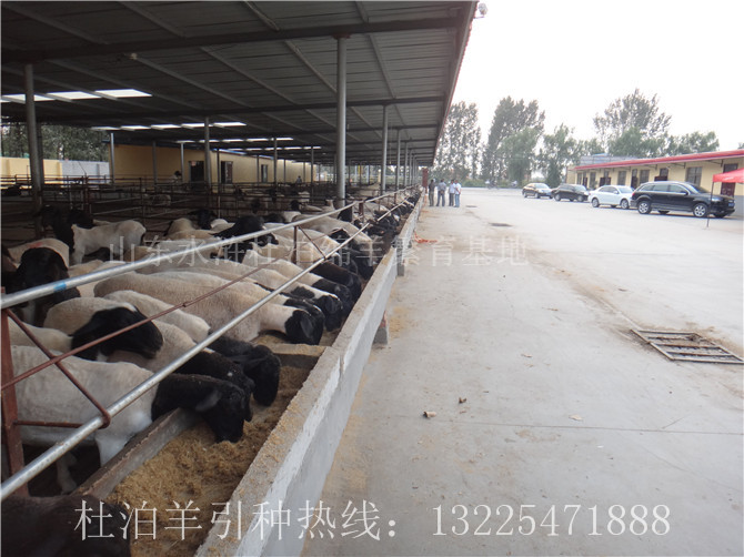 陕西养殖杜泊羊科学饲喂方法，杜泊羊市场价格