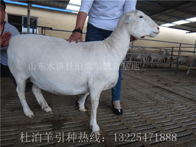 陕西养殖杜泊羊科学饲喂方法，杜泊羊市场价格