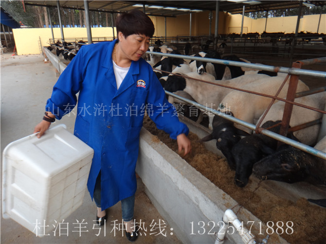 安徽养殖杜泊羊科学饲喂方法，养殖杜泊绵羊的利润