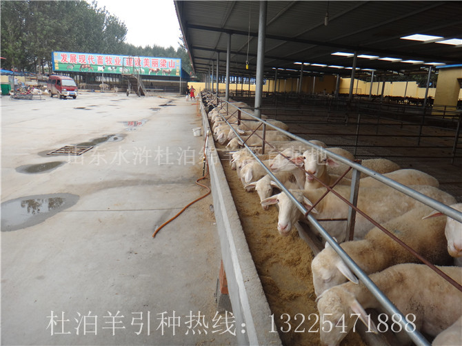 安徽养殖杜泊羊科学饲喂方法，养殖杜泊绵羊的利润