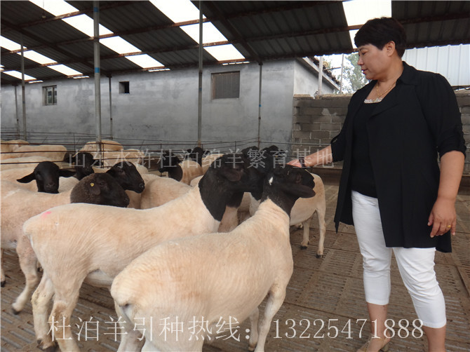 辽宁杜泊羊规模化养殖要注意什么？哪里有卖杜泊羊的？