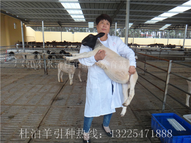 山西杜泊羊销售市场行情，杜泊绵羊养殖效益