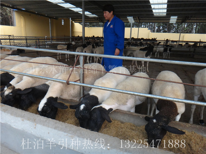 陕西杜泊羊销售市场行情，杜泊绵羊种羊价格