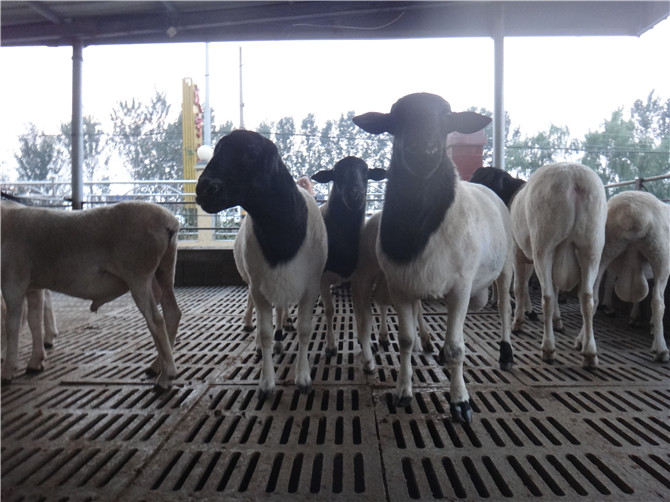 达坂城区黑头杜泊绵羊养殖场