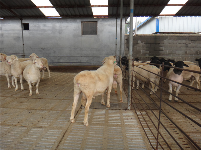 克拉玛依市杜泊绵羊多少钱？