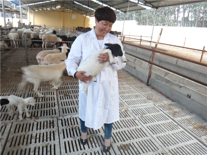 克拉玛依市杜泊绵羊多少钱？