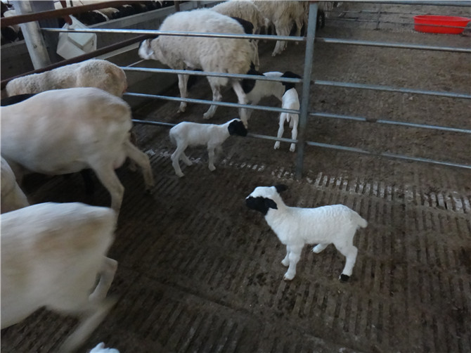 哈密地区杜寒杂交羊养殖场