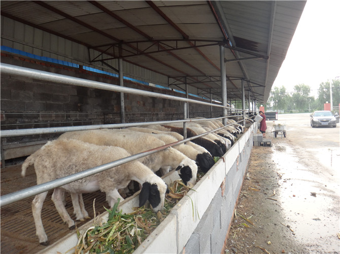 哈密地区杜寒杂交羊养殖场