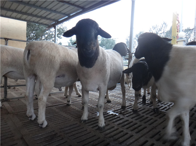 哈密地区黑头杜泊绵羊养殖场