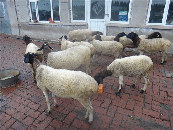 苏州市杜寒杂交羊每只多少钱？