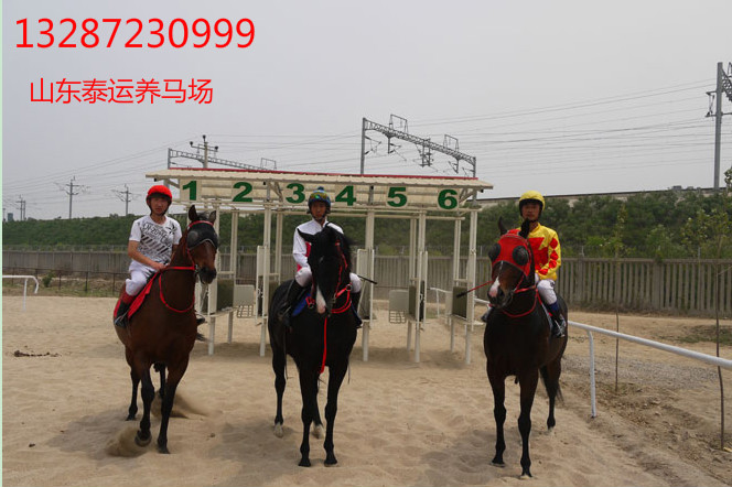 中国哪里有卖马的地方？