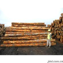 木材进口报关是什么_上海木材进口报关批发价格
