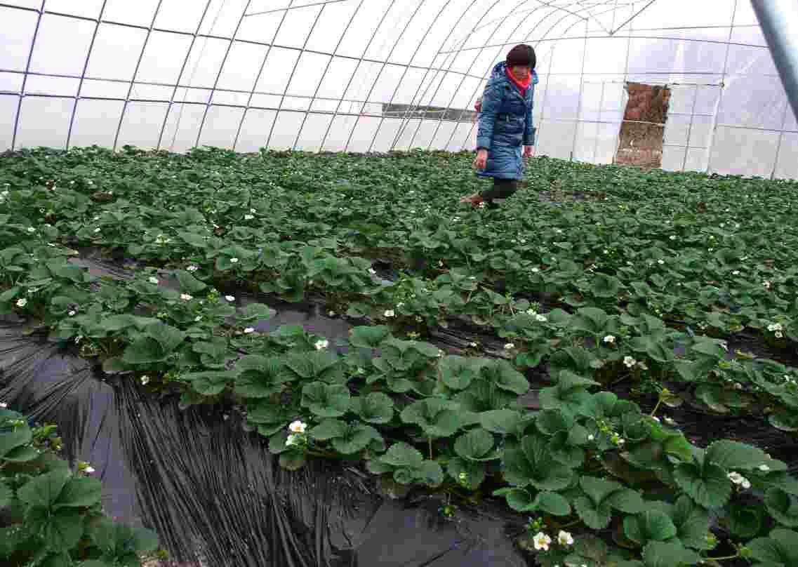 太空草莓苗不再是空穴来风、郑州太空2008草莓苗火热预定中