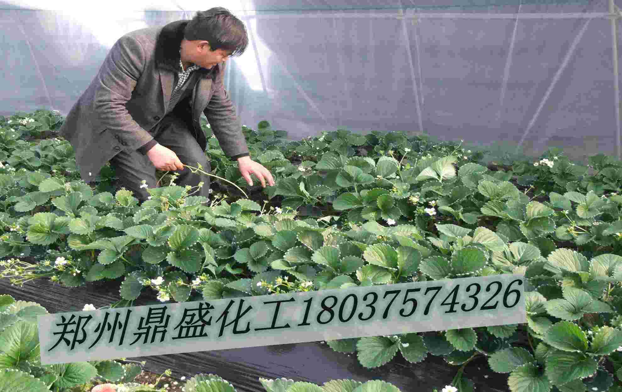 太空草莓苗不再是空穴来风、郑州太空2008草莓苗火热预定中