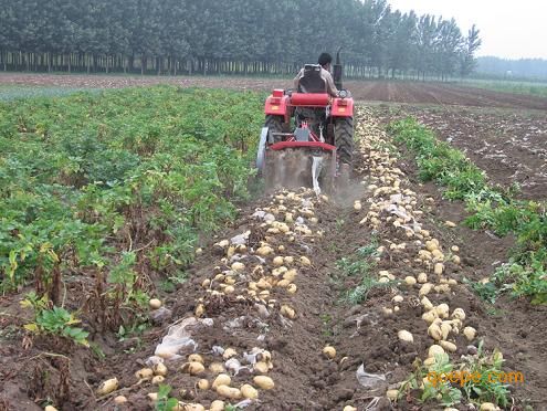 新型{gx}土豆收获机 专业生产马铃薯收获机  