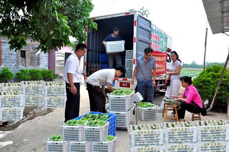 广州绿色蔬菜供应商