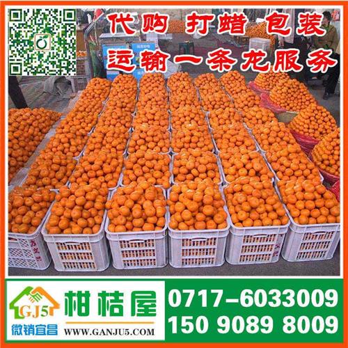 上海晚熟柑橘水果市场 2015年上海晚熟柑橘代收价格供应价格