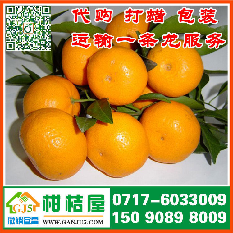 北京晚熟柑橘{zx1}行情 2015年北京晚熟柑橘销售价格水果供应