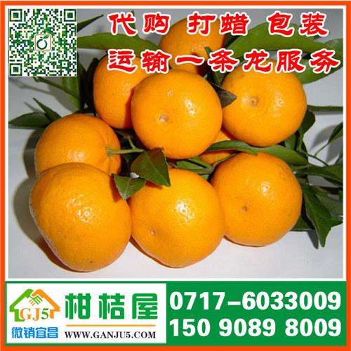 北京晚熟柑橘{zx1}行情 2015年北京晚熟柑橘销售价格水果供应