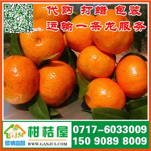 天津晚熟蜜橘水果供应 2015年天津晚熟蜜橘直销价格产地价格