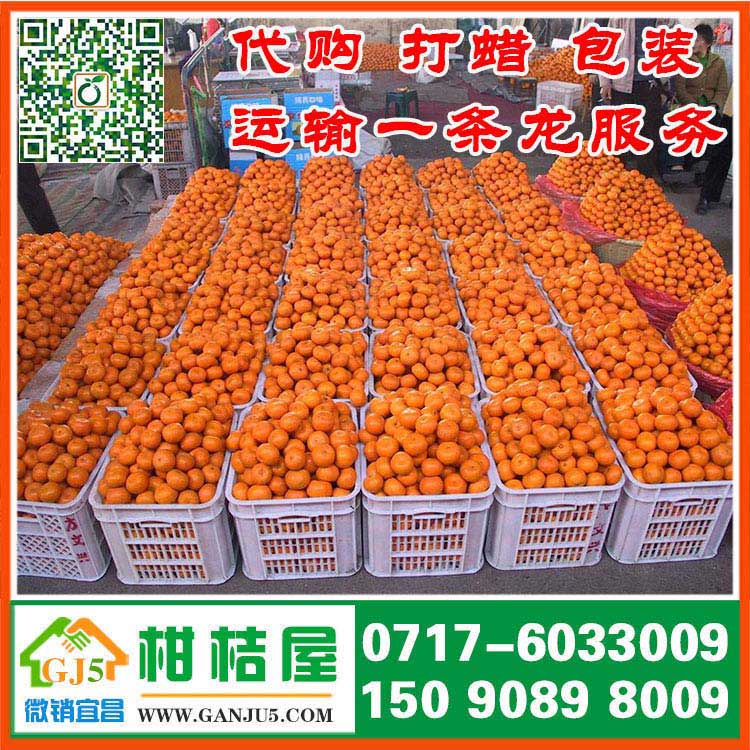 人民东路早熟柑橘市场价格 常德市人民东路早熟柑橘代收价格水果价格
