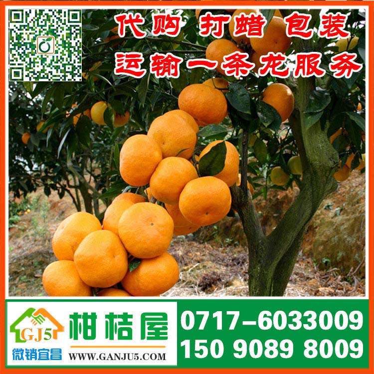 秀峰水果早熟柑橘多少钱 益阳市秀峰水果早熟柑橘代收产地那里便宜