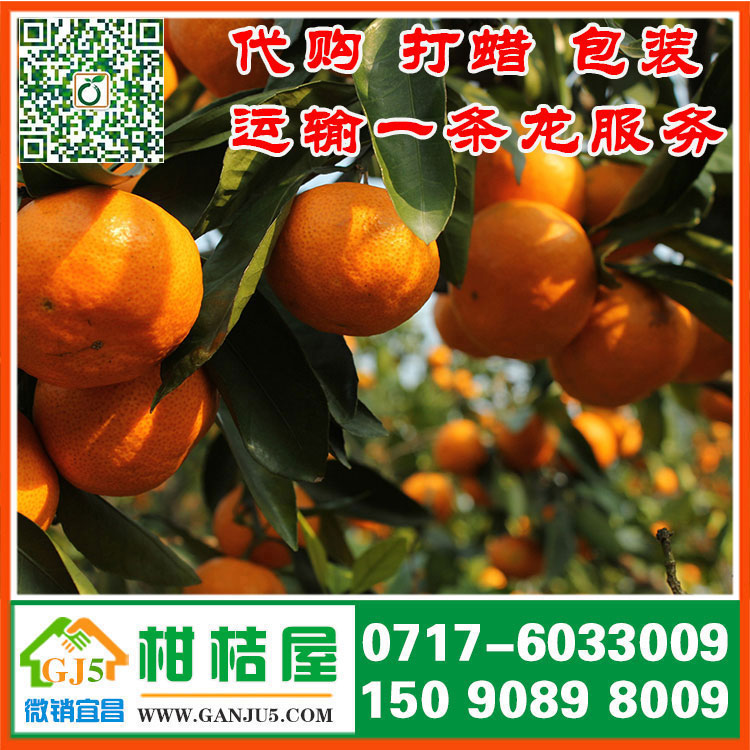 洪山区早熟蜜橘供应价格 武汉市洪山区早熟蜜橘销售产地市场批发