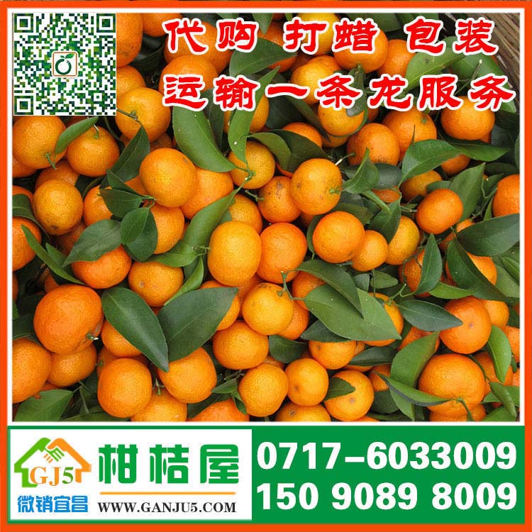 华南果品早熟柑橘供应商 武汉市华南果品早熟柑橘销售价格批发市场