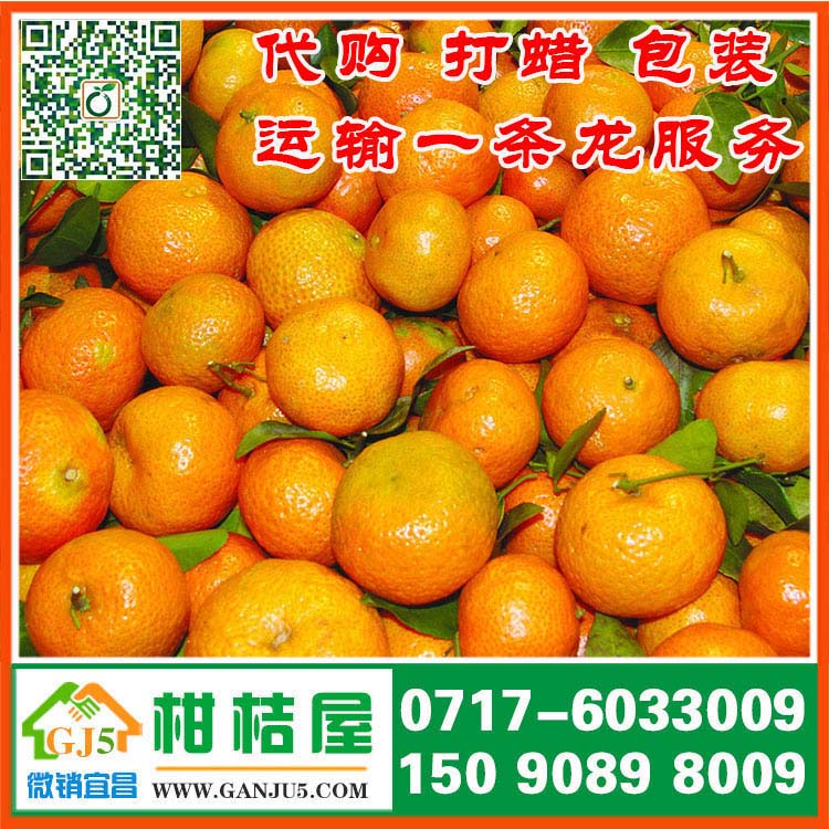 华南果品早熟柑橘供应商 武汉市华南果品早熟柑橘销售价格批发市场