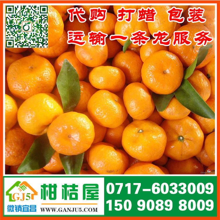 硚口区早熟密橘水果批发 武汉市硚口区早熟密橘代收价格水果价格