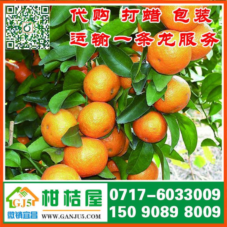 硚口区早熟密橘水果批发 武汉市硚口区早熟密橘代收价格水果价格